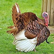  Turkey