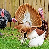 Turkey