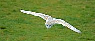 Barn Owl