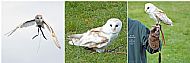 Barn Owl