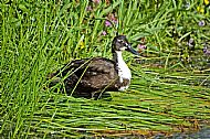 Duck