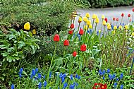 Tulips