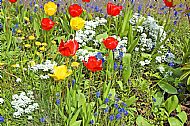 Tulips