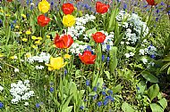 Tulips