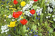 Tulips