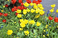 Tulips