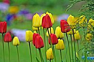 Tulips