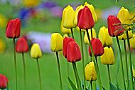 Tulips