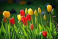 Tulips