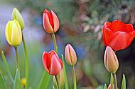 Tulips