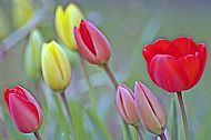 Tulips