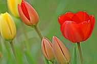Tulips