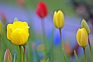 Tulips