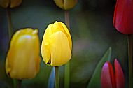 Tulips