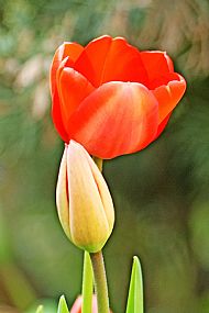 Tulips