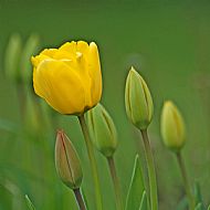 Tulips