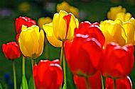 Tulips