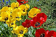 Tulips
