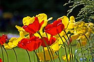 Tulips