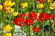 Tulips