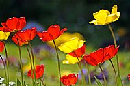 Tulips