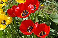 Tulips