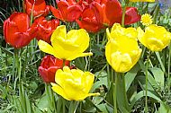 Tulips