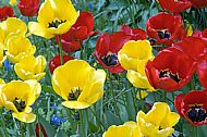 Tulips