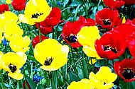 Tulips