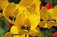 Tulips