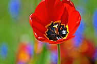 Tulips
