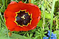 Tulips