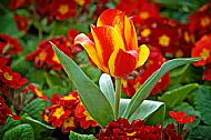 Tulips