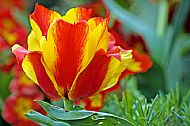 Tulips