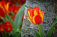 Tulips