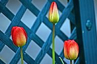 Tulips