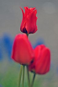 Tulips