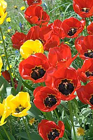Tulips