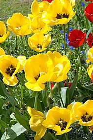 Tulips