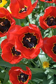 Tulips