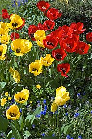 Tulips