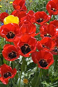 Tulips