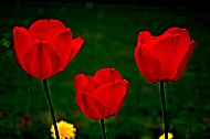 Tulips