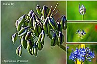 African Lily