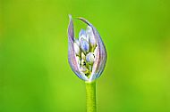 African Lily