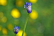 African Lily