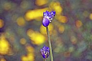 African Lily