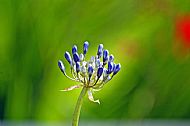 African Lily