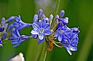 African Lily