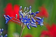 African Lily